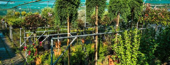 De mooiste bomen kies je in het echt