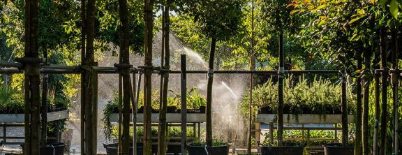 Waar kwaliteit wortel schiet